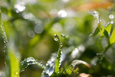 Close-up of water drops on grass