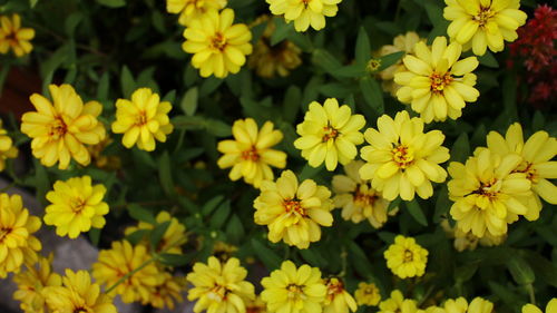 Close-up of yellow flowers blooming outdoors