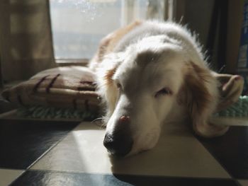 Close-up of a dog resting on table at home