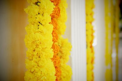 Close-up of yellow flowers