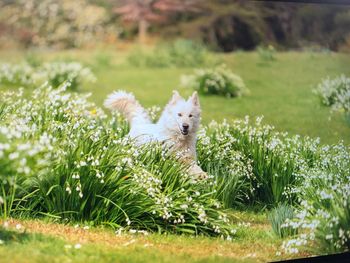 View of a dog on field