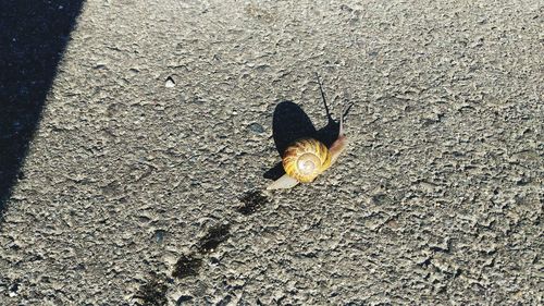 High angle view of bird on road