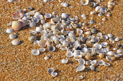 High angle view of seashells at shore