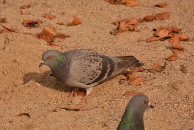 High angle view of pigeon perching on a land