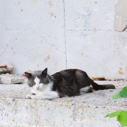 High angle portrait of cat relaxing against wall