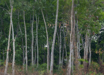Scenic view of forest
