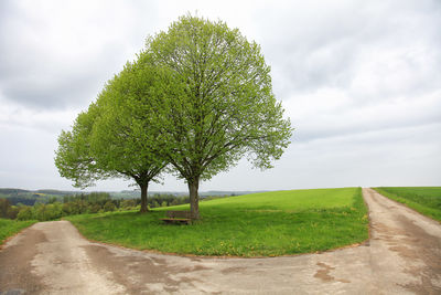 Tree on field against sky