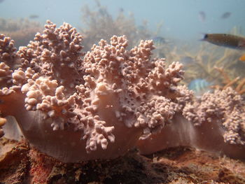 Close-up of coral in sea