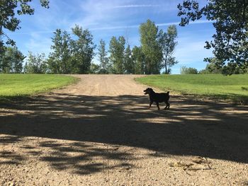 Dog on field against sky