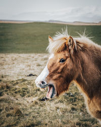 Horse standing on field