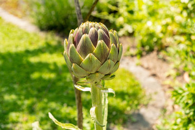 plant