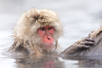 Japanese snow monkey in hot spring