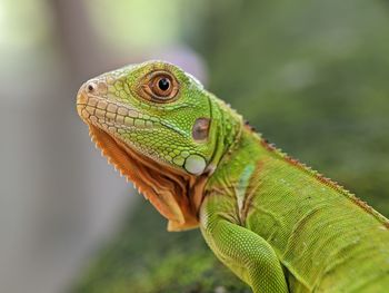 Close-up of lizard