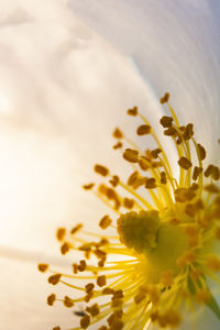Close-up of yellow flowering plant