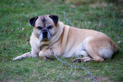 Dog lying on grass