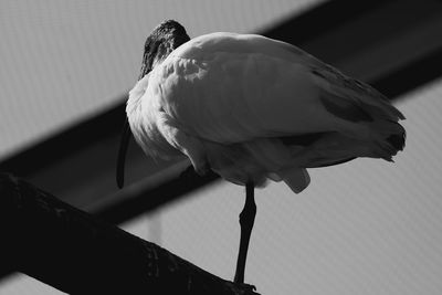 Close-up of seagull perching