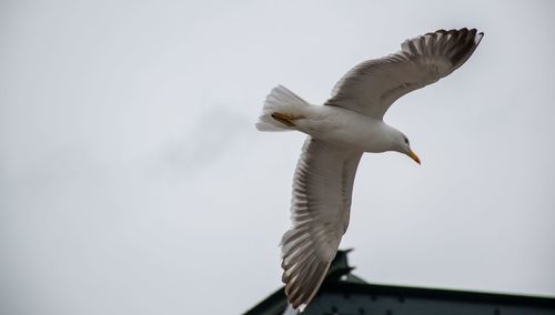 Low angle view of seagull flying in sky