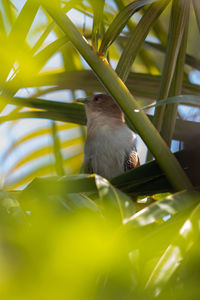 Low angle view of bird perching on plant