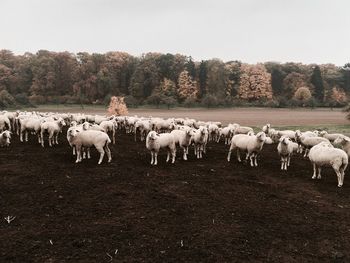 Flock of sheep on field against sky