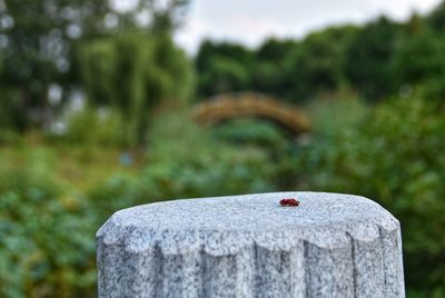 Close-up of wooden post in cemetery