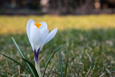 Close-up of white crocus flower on field