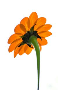 Close-up of flowers over white background