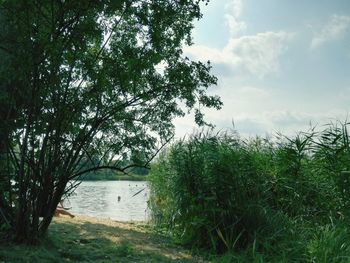 Scenic view of river amidst trees against sky