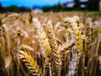 Close-up of stalks in field