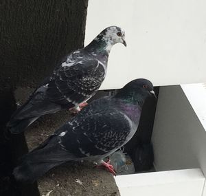 Close-up of bird perching outdoors