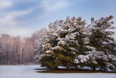 Trees on snow covered field against sky