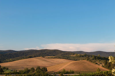 Scenic view of agricultural field against blue sky