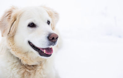 Large labrador retriever dog in winter landscape lies in the snow in snowdrift.
