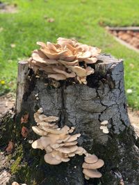 Close-up of mushroom growing on tree stump