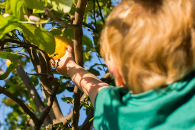 Read close up view of blond toddler reaching up for a lemon