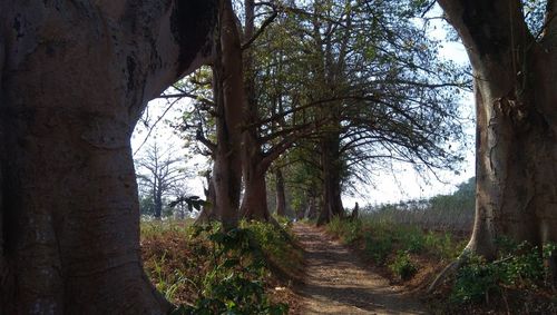 Dirt road amidst trees in forest