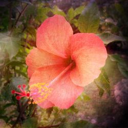 Close-up of pink flower