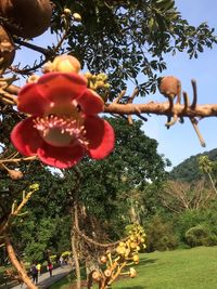 Low angle view of flower tree