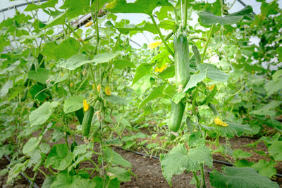 plant
