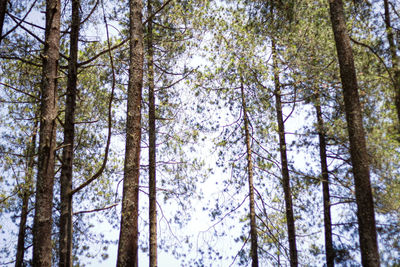 Low angle view of pine trees in forest