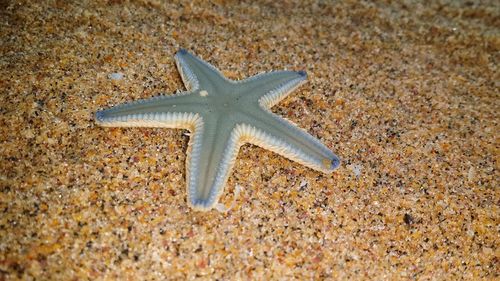 Close-up of starfish on beach