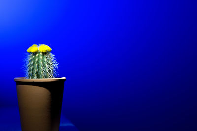 Close-up of potted plant against blue sky