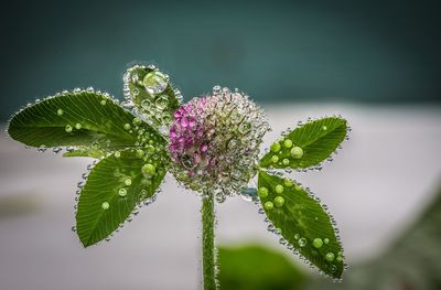 Close-up of flower blooming outdoors