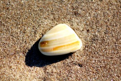 Close-up of seashell on sand