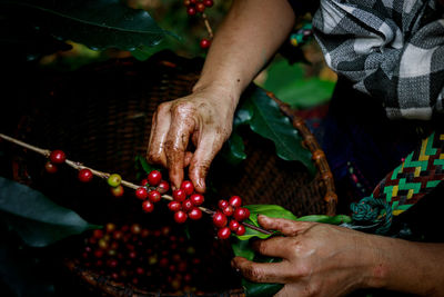 Hand of female akha farmer tribe is harvesting ripe coffee beans from branch 