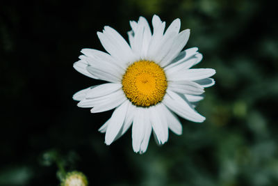 Close-up of white daisy