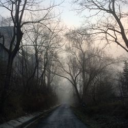 Road passing through bare trees