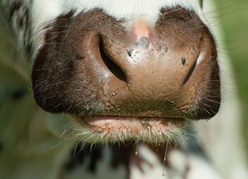 Close-up of an animal