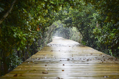 Boardwalk amidst trees