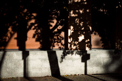 Close-up of shadow on tree