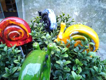 Close-up of multi colored flowers
